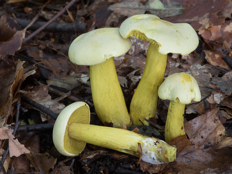 Tricholoma sulphureum